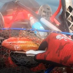 カヤックコラボｗオジサンにホウボウｗガラカブの根魚